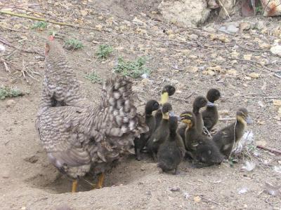 Прикрепленное изображение: getImage.jpg